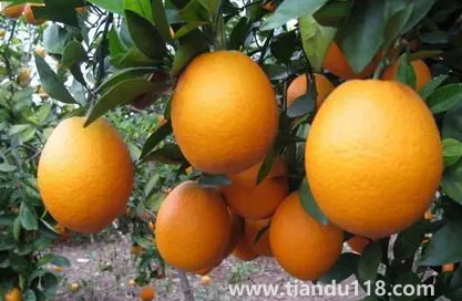 脐橙很甜有人为原因吗3